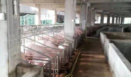 长春养猪场爆料事件视频,揭露养殖场内幕，引发公众关注