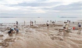 海南赶海爆料视频大全集,揭秘大海中的丰收盛宴